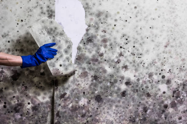 Best Black Mold Remediation in Moultrie, GA
