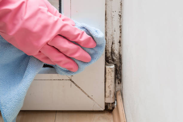 Best Residential Mold Remediation in Moultrie, GA